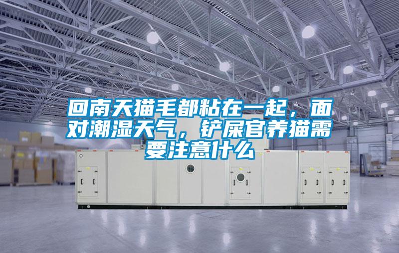 回南天貓毛都粘在一起，面對(duì)潮濕天氣，鏟屎官養(yǎng)貓需要注意什么