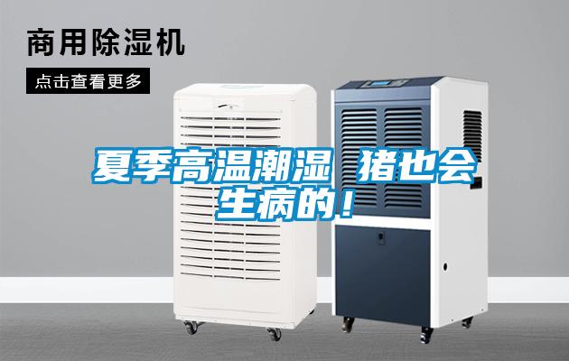 夏季高溫潮濕 豬也會(huì)生病的！