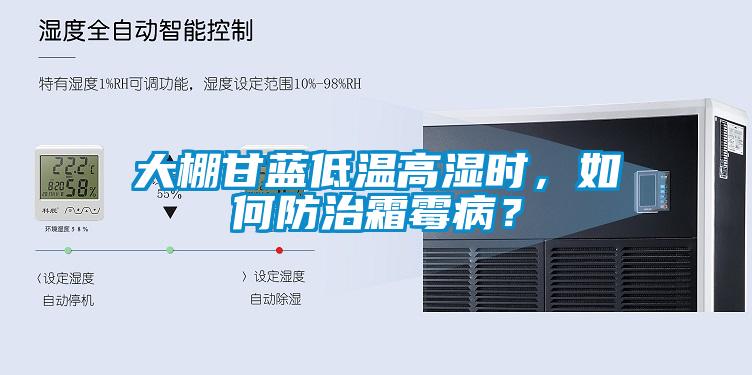 大棚甘藍(lán)低溫高濕時，如何防治霜霉??？