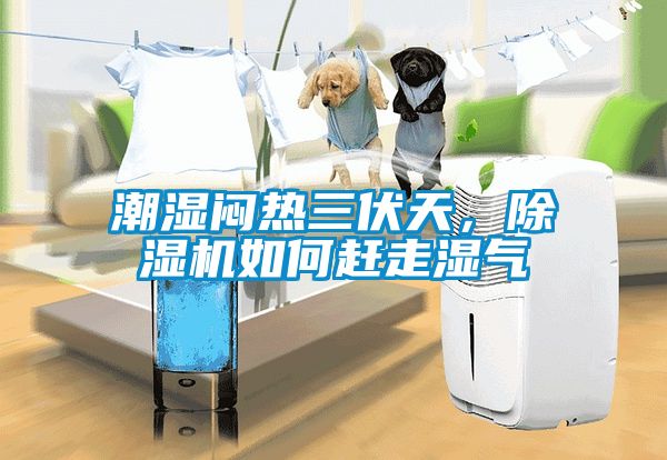 潮濕悶熱三伏天，除濕機如何趕走濕氣