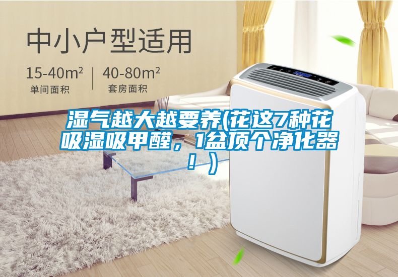 濕氣越大越要養(yǎng)(花這7種花吸濕吸甲醛，1盆頂個凈化器！)
